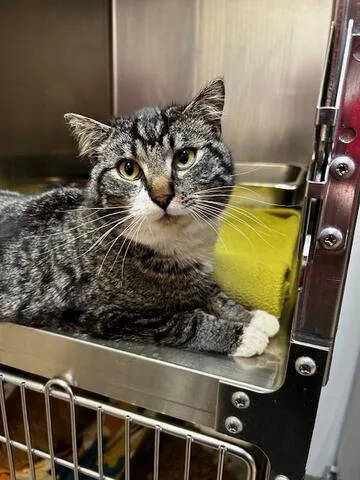 An adult large-sized male Tabby (Brown / Chocolate) Domestic Short Hair cat named Butch for adoption in Chambersburg, PA