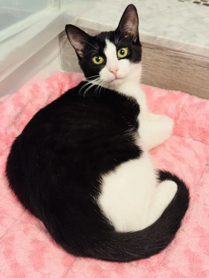 An adult medium-sized male Black & White / Tuxedo Domestic Short Hair cat named Eddie for adoption in Rockaway, NJ