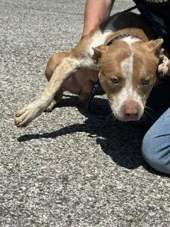 An adult large-sized male Pit Bull Terrier dog named Lil Dude for adoption in South Bend, IN