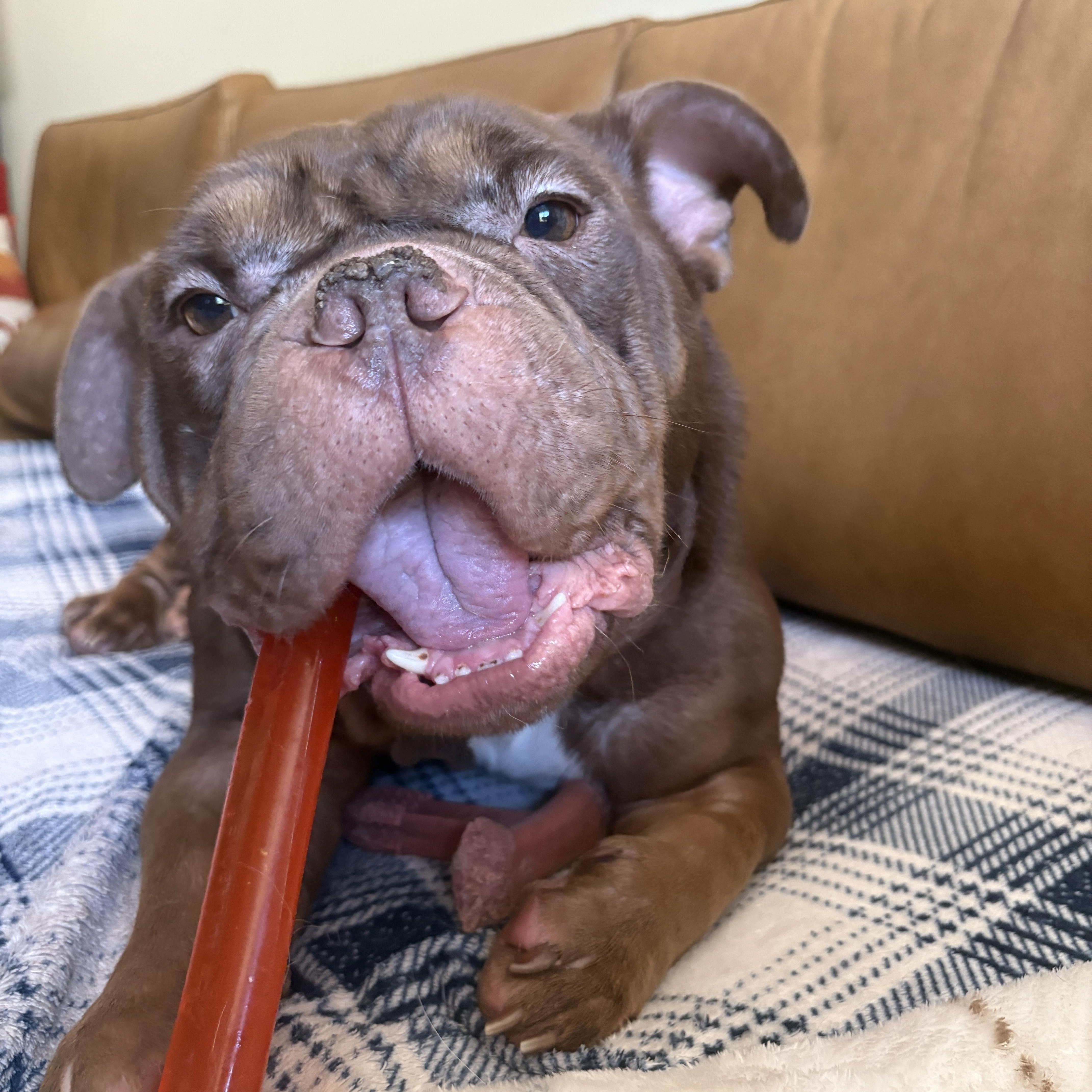 A young medium-sized male Brown / Chocolate Bulldog dog named Choco Mousse for adoption in Southern Pines, NC