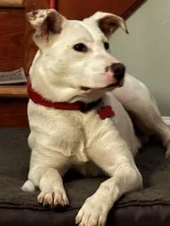 A young medium-sized female White / Cream Terrier dog named Taffy for adoption in Manhasset, NY