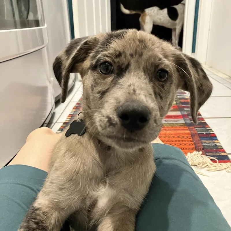A baby small-sized male Gray / Blue / Silver Mixed Breed dog named Shade for adoption in Ferndale, MI