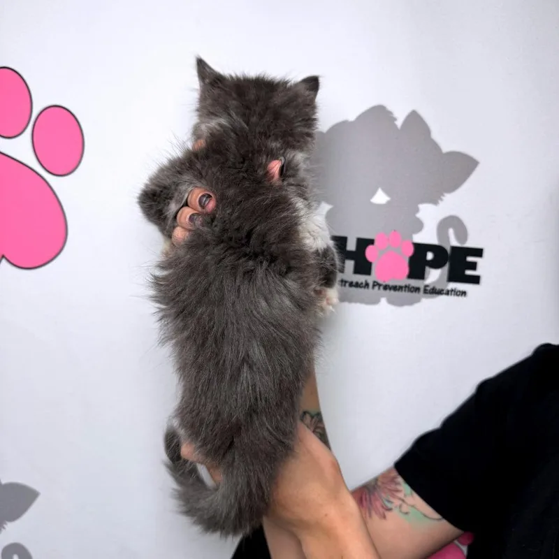 A baby small-sized female Gray / Blue / Silver Domestic Medium Hair cat named Rain Check for adoption in Milton, FL
