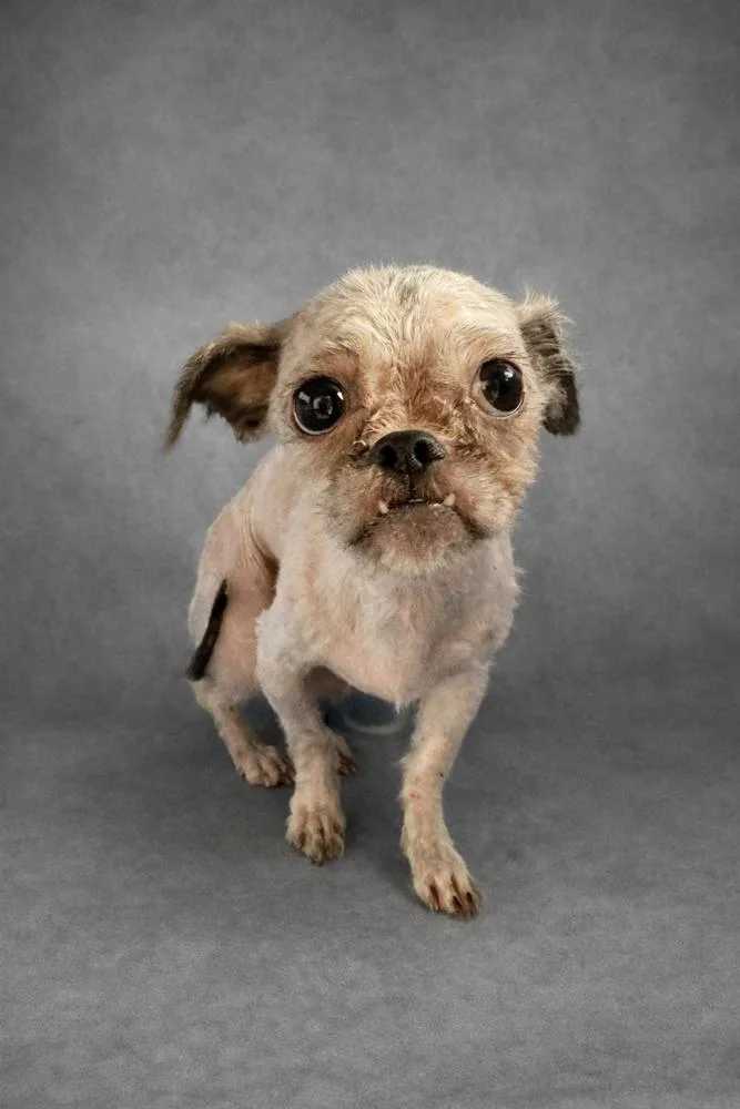 An adult small-sized female Shih Tzu dog named Buffy for adoption in Troy, AL