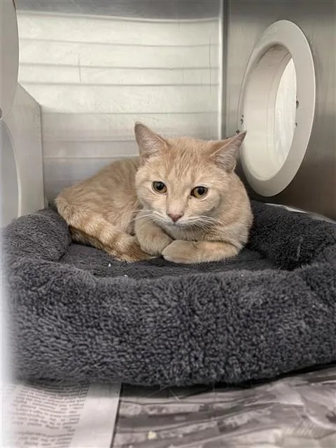 A young medium-sized male Domestic Short Hair cat named Arnold Schwarzenegger for adoption in Corpus Christi, TX