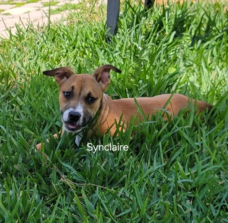 Synclaire