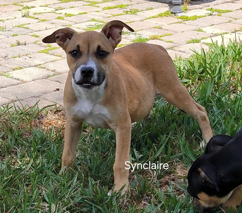 Synclaire thumbnail 2