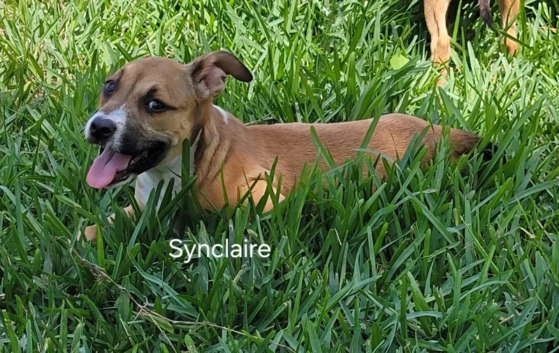 Synclaire thumbnail 5