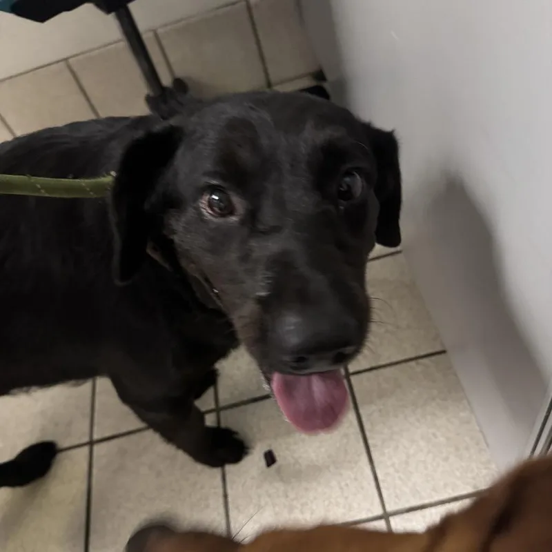 An adult medium-sized male Black Mixed Breed dog named Enzo for adoption in Charleston, WV