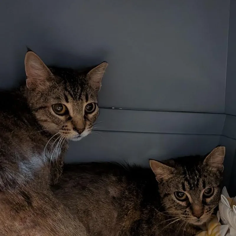 A young medium-sized male Brown / Chocolate Domestic Short Hair cat named Cosmo for adoption in Fairport, NY