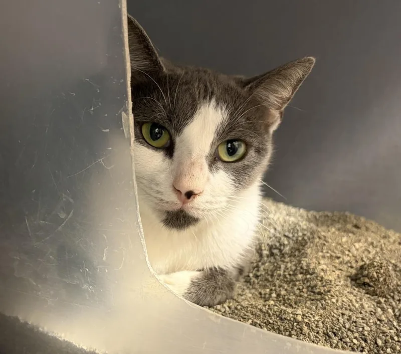 A young small-sized female Gray & White Domestic Short Hair cat named Trudy for adoption in Orlando, FL