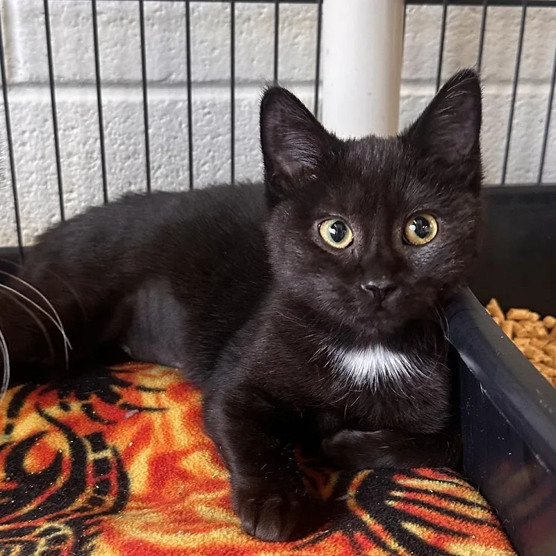 A baby small-sized female Black Domestic Short Hair cat named Twilight for adoption in Rocky Mount, VA