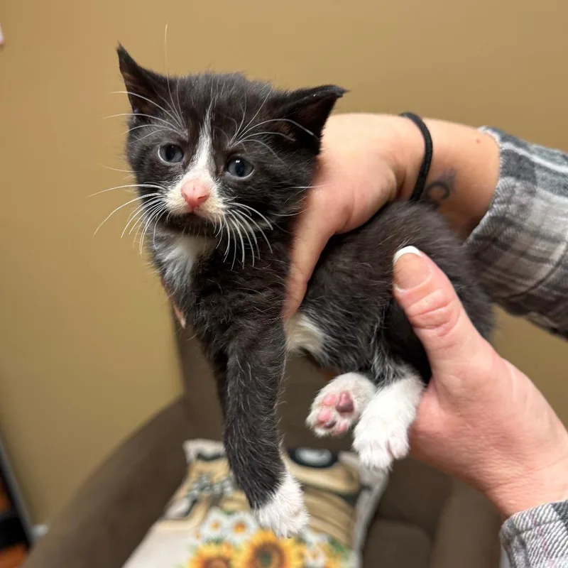 A baby small-sized female Black Domestic Short Hair cat named Cam for adoption in Richmond, IN