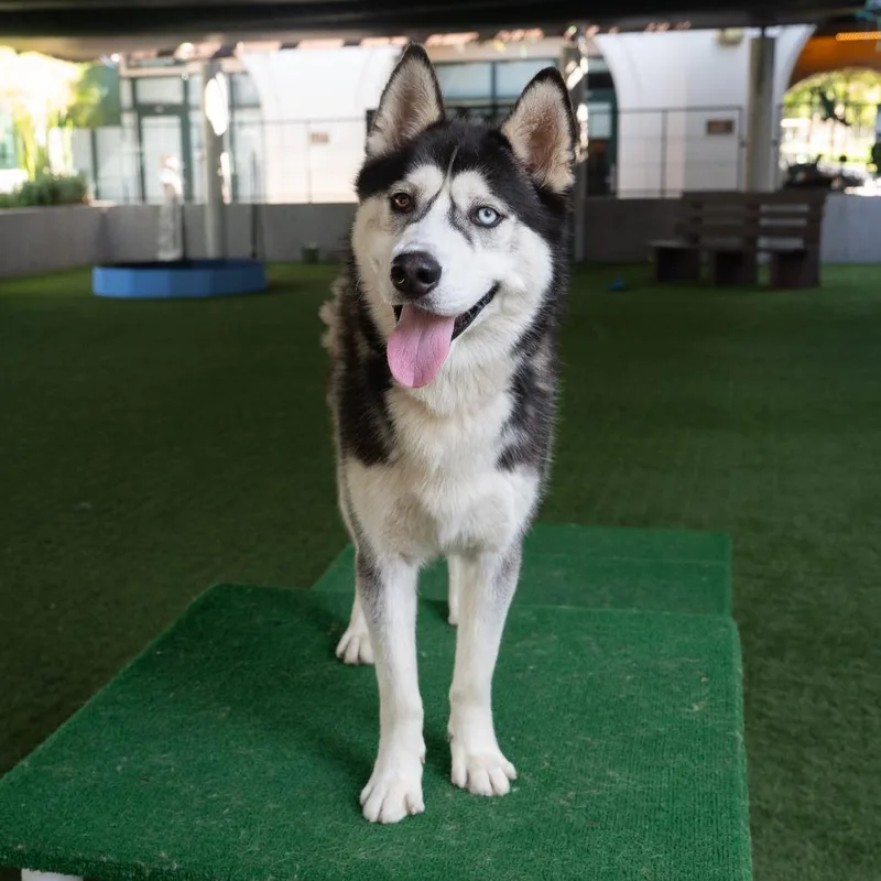 An adult large-sized male Black Siberian Husky dog named Gimli for adoption in Pasadena, CA