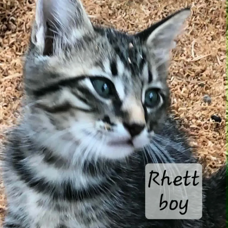 A baby small-sized male Gray / Blue / Silver Domestic Medium Hair cat named Rhett for adoption in Wadena, MN