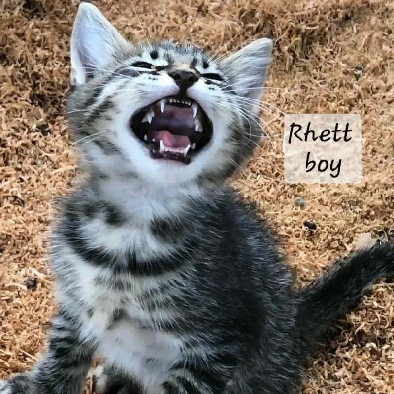 Rhett thumbnail 2
