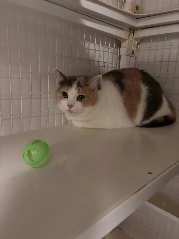 An adult medium-sized female Domestic Short Hair cat named Misty for adoption in Cortland, NY