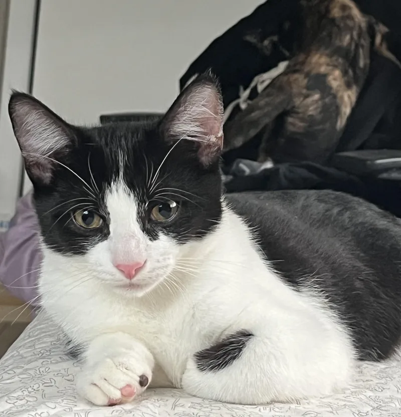 A baby medium-sized male Black & White / Tuxedo Domestic Short Hair cat named Tuna for adoption in Tampa, FL