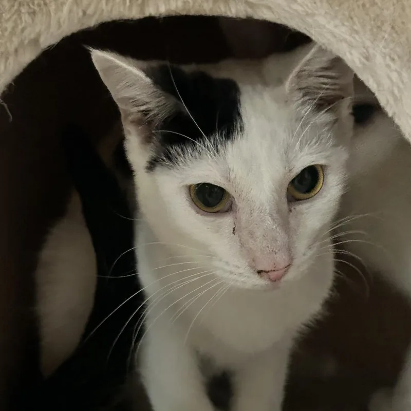 A young small-sized male White Domestic Short Hair cat named Daffy for adoption in Nashville, TN