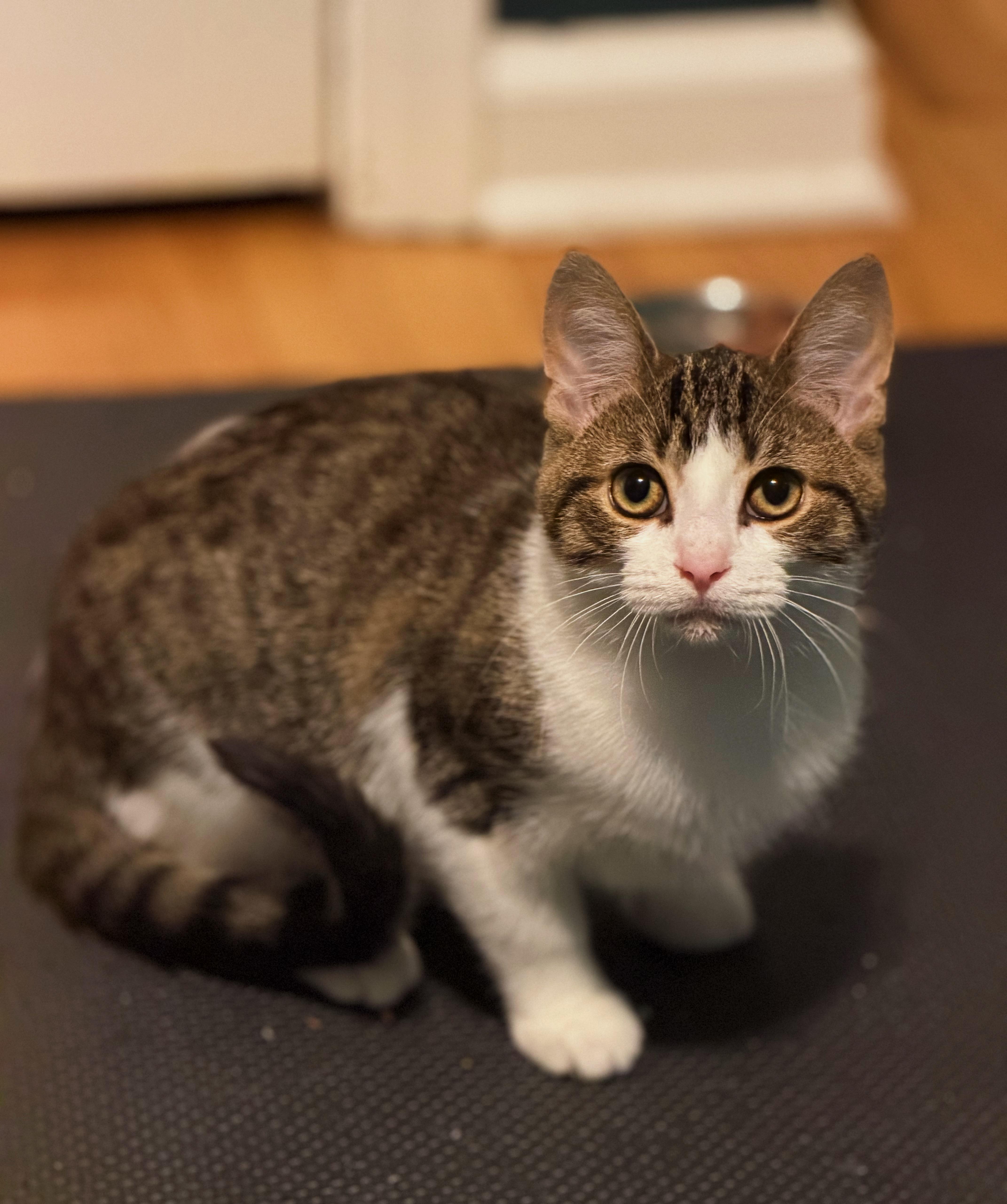A baby medium-sized male Tabby (Brown / Chocolate) Domestic Short Hair cat named Banks for adoption in Sterling Heights, MI