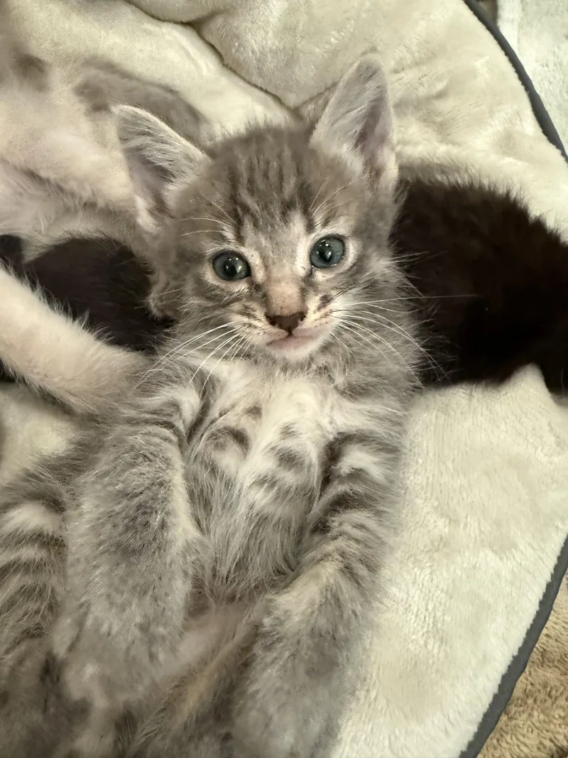 A baby small-sized female Domestic Short Hair cat named Wasabi for adoption in Long Beach, CA