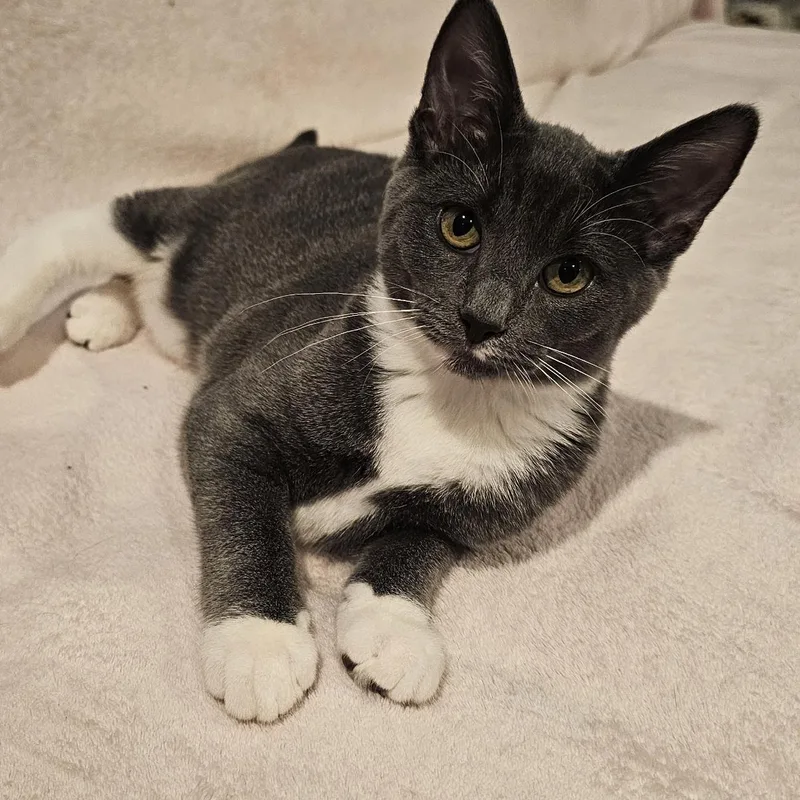 A baby medium-sized female Gray / Blue / Silver Domestic Short Hair cat named Pearl for adoption in Omaha, NE
