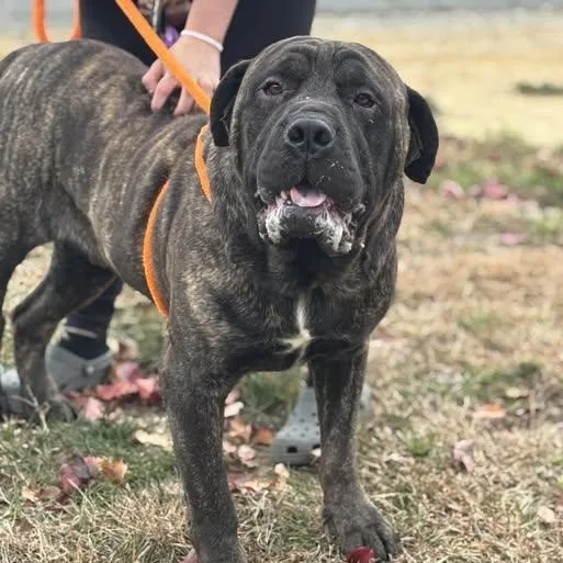 An adult extra large-sized male Brindle Mastiff dog named Biscuit for adoption in Fredericksburg, VA