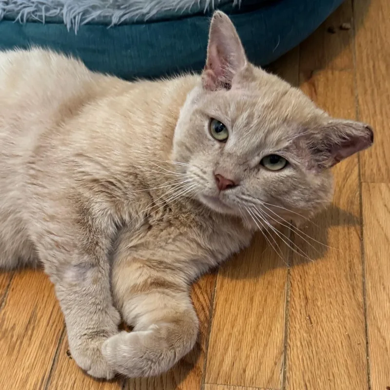 An adult medium-sized male Buff / Tan / Fawn Domestic Short Hair cat named Mr. Jenkins for adoption in Richmond, VA