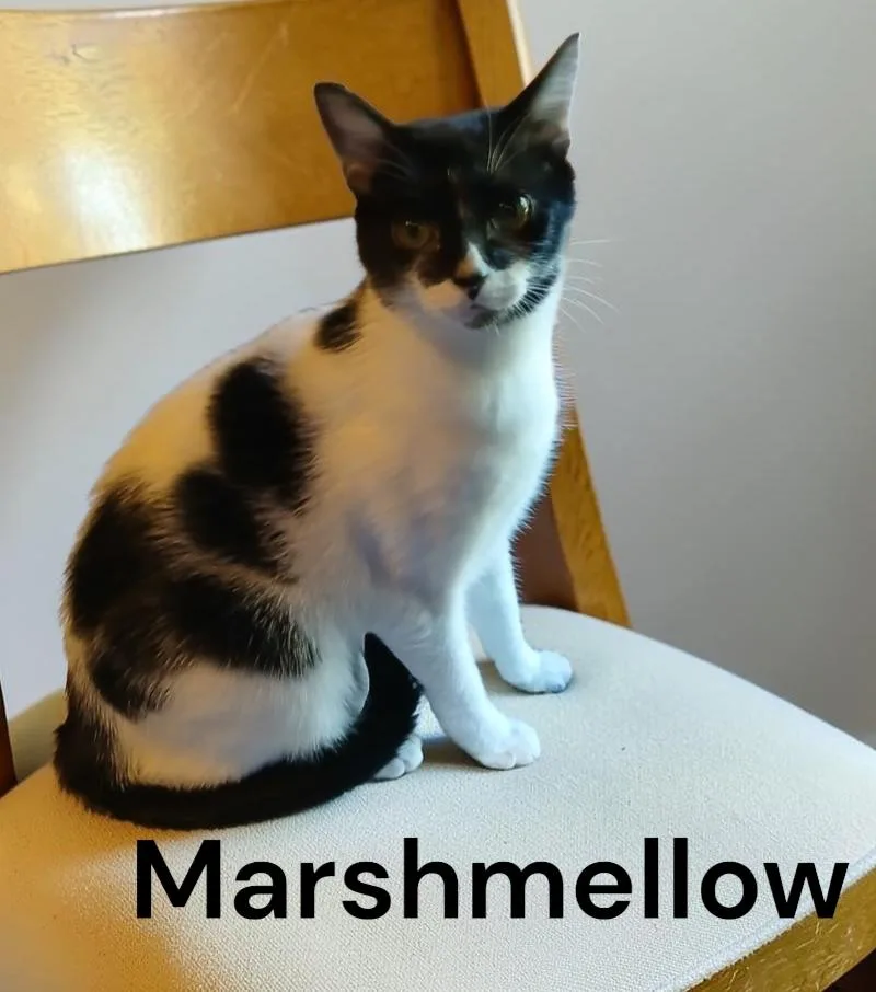 An adult medium-sized male Black & White / Tuxedo Domestic Short Hair cat named Marshmellow for adoption in Weems, VA