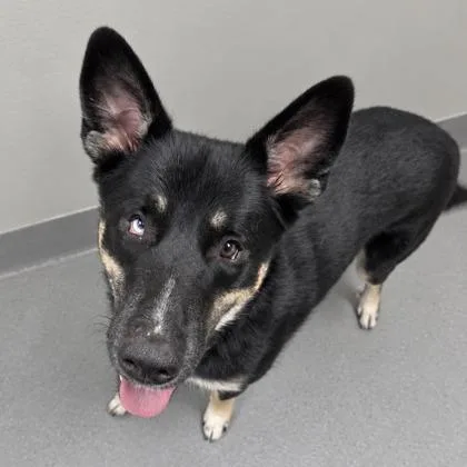 An adult medium-sized male Australian Shepherd dog named Duke for adoption in Gwinn, MI