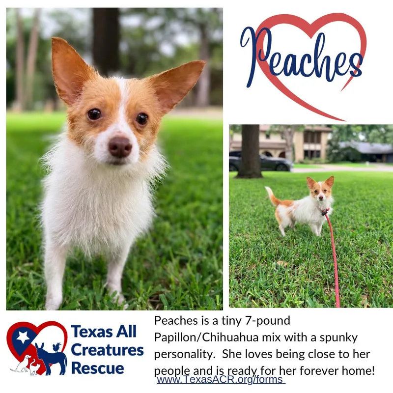 An adult small-sized female Papillon dog named Peaches for adoption in Alvarado, TX