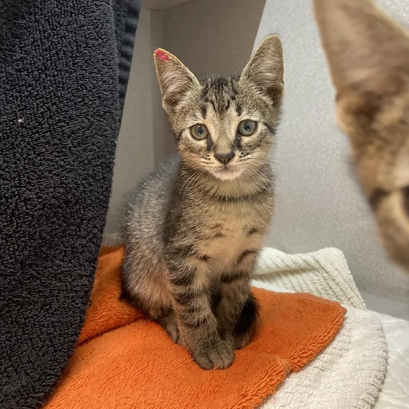 A baby small-sized male Brown / Chocolate Domestic Short Hair cat named Herbie for adoption in Pittsburgh, PA