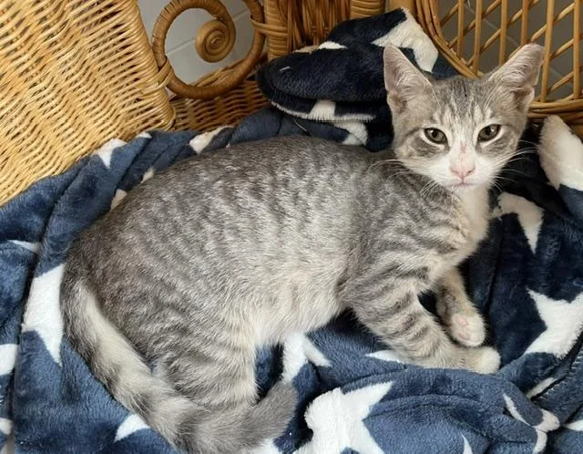 A baby medium-sized male Gray & White Tabby cat named Artemus  a playful for adoption in Lemoyne, PA