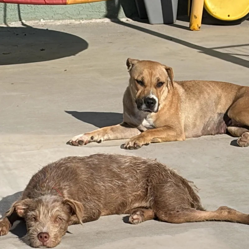 A young medium-sized female Terrier dog named Selene for adoption in Corona, CA