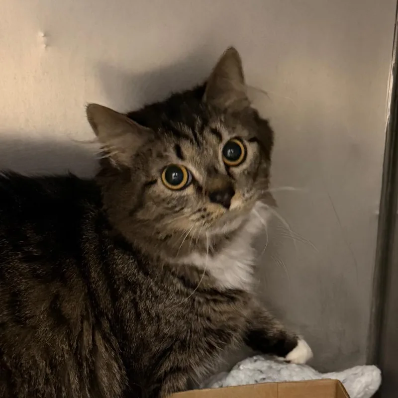 An adult large-sized female Gray / Blue / Silver Domestic Short Hair cat named Dallas for adoption in Troy, VA