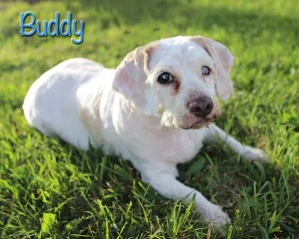 A senior small-sized male Cocker Spaniel dog named Buddy for adoption in Parma, OH