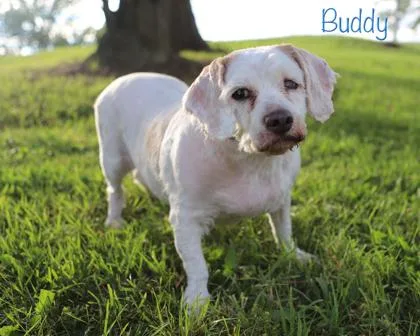 Buddy thumbnail 3