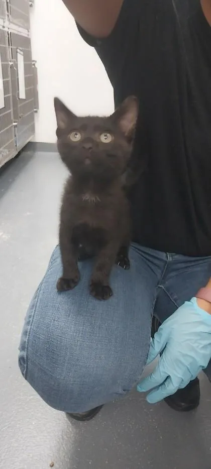 A young small-sized female Domestic Short Hair cat named Squirrel for adoption in North Miami Beach, FL
