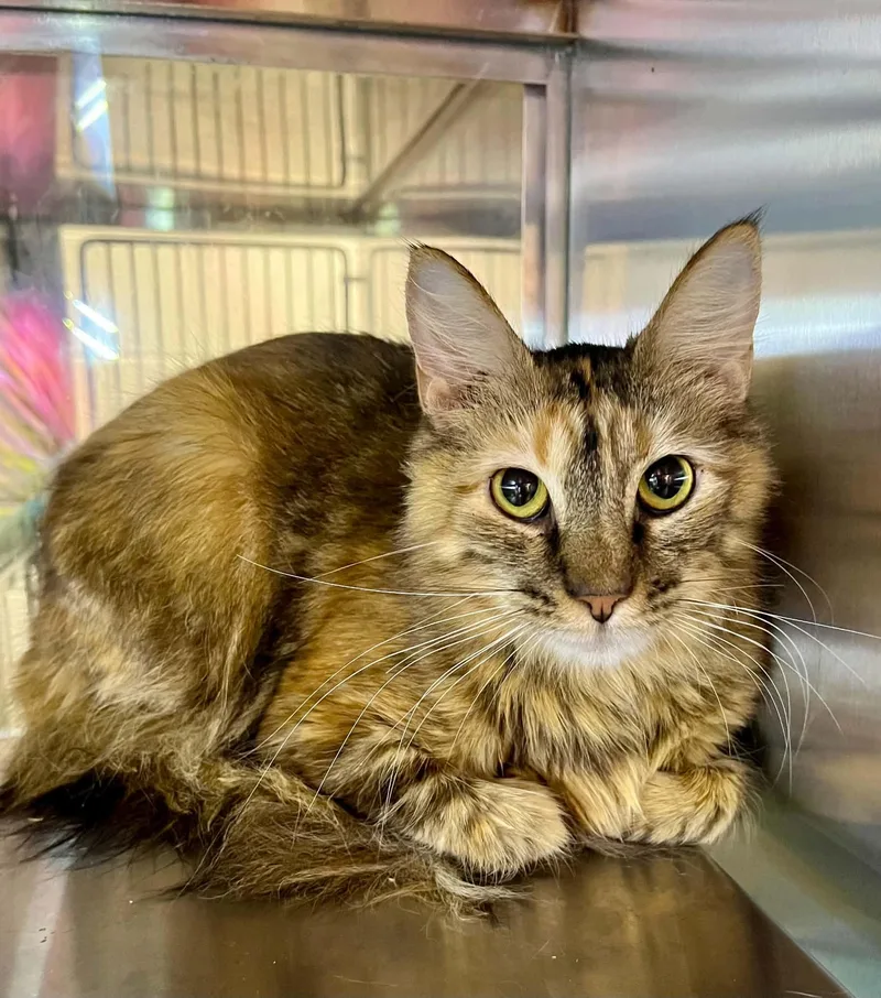 An adult medium-sized female Domestic Short Hair cat named Ruffles for adoption in Moundsville, WV