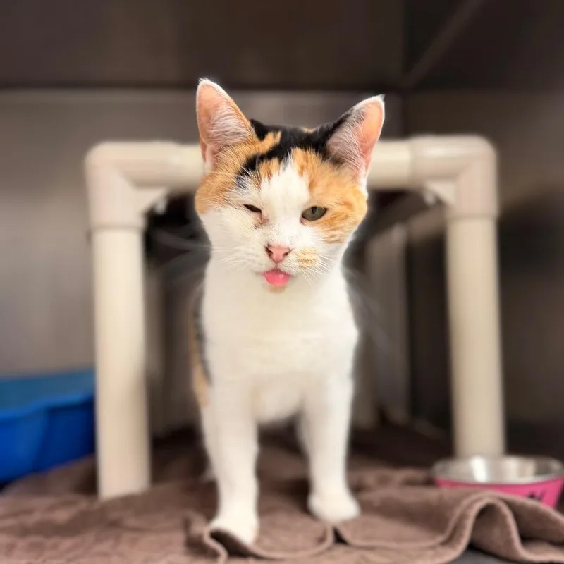 An adult medium-sized female Calico Domestic Short Hair cat named Angel for adoption in Chippewa Falls, WI