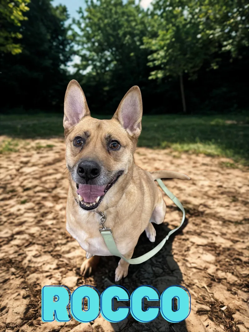 An adult medium-sized male Yellow / Tan / Blond / Fawn Shepherd dog named Rocco for adoption in Orleans, VT