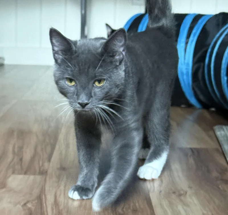 A baby medium-sized male Domestic Short Hair cat named Atlas Solis for adoption in Stowe, PA