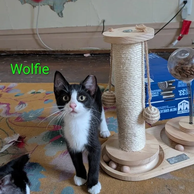 A baby medium-sized male Black & White / Tuxedo Domestic Short Hair cat named Wolfie for adoption in CHICAGO, IL