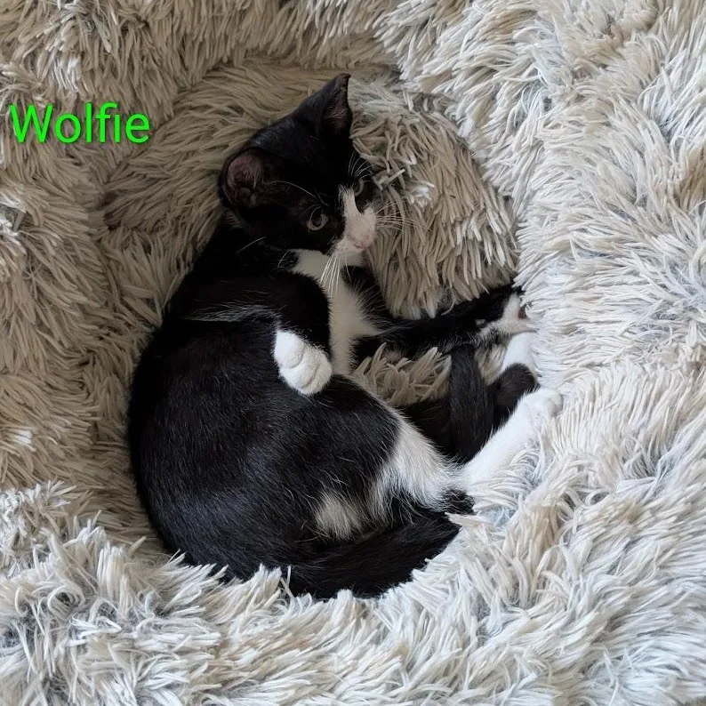 Wolfie thumbnail 6