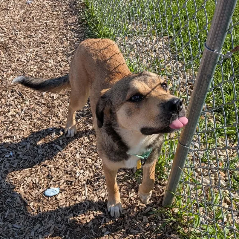 An adult medium-sized female Bicolor Shepherd dog named Blondie for adoption in Elyria, OH