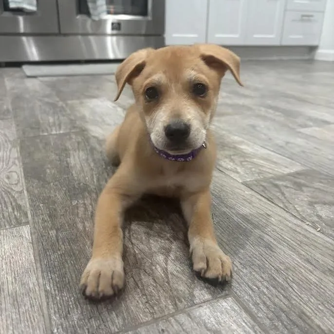 Willow