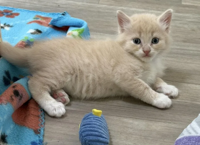 A baby medium-sized male Buff / Tan / Fawn Domestic Short Hair cat named Cotton Candy for adoption in Blanch, NC