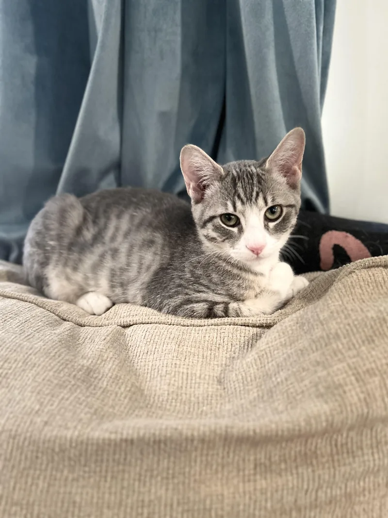 A baby small-sized male Tabby (Gray / Blue / Silver) Domestic Short Hair cat named Cobalt for adoption in Nashville, TN