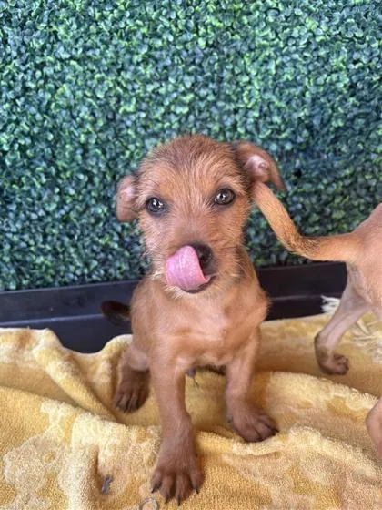 A baby small-sized male Brown / Chocolate Mixed Breed dog named 61571651 for adoption in El Paso, TX