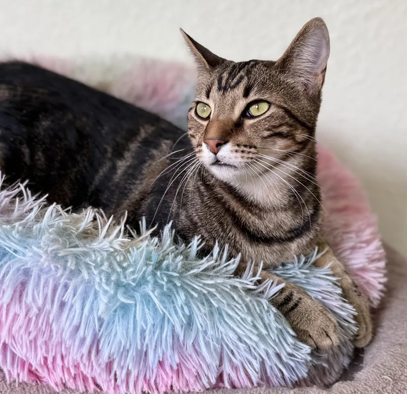 A young medium-sized female Tabby cat named Ward for adoption in Prescott, AZ